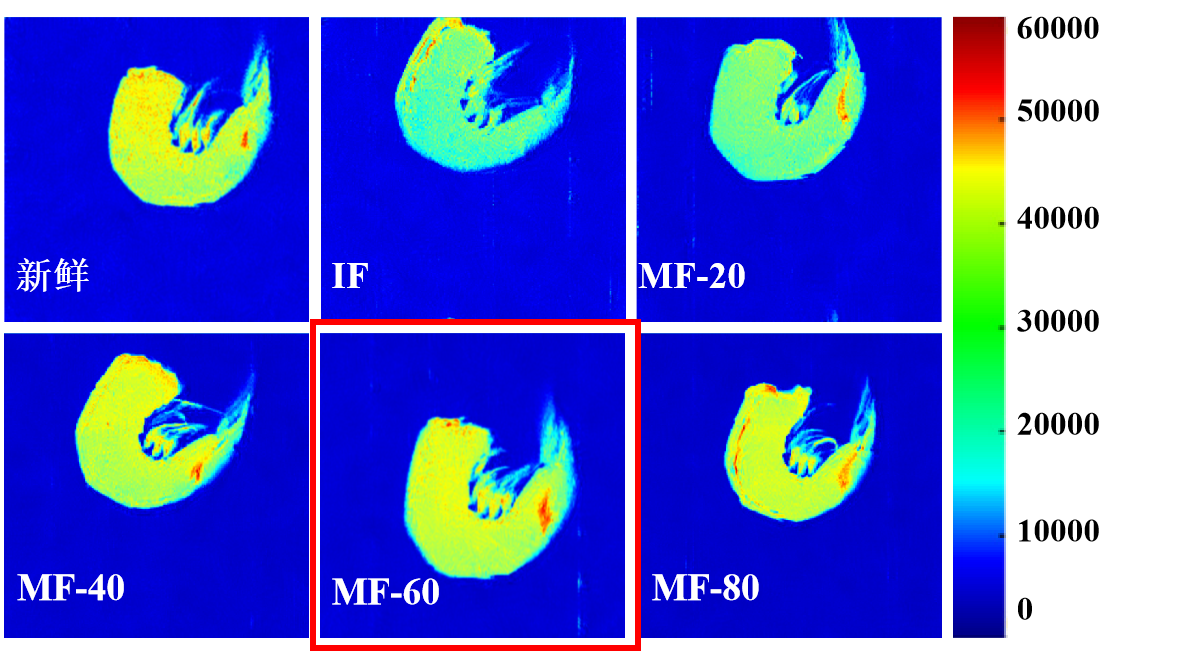 “九州网_九州(中国)杯”江南大学优秀案例解析|低场核磁共振分析用于磁场辅助冷冻对虾仁水分迁移的调控研究